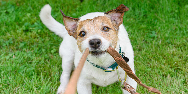 Jackrusselterrier Welpe mit Leine 1000x500